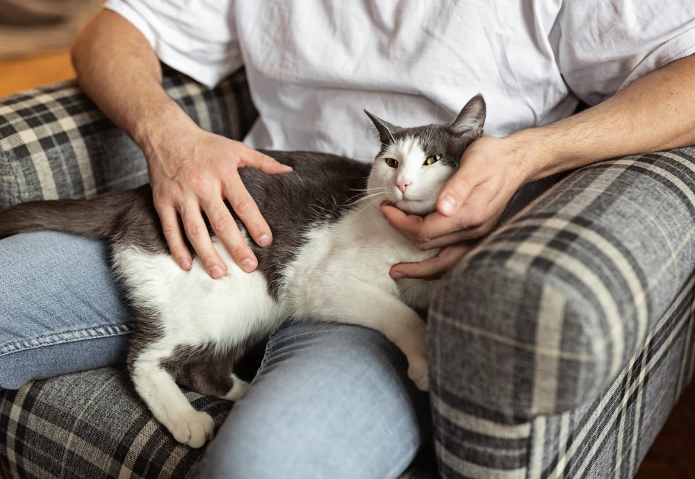 video camera for pets